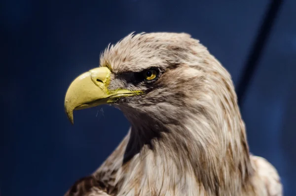 Een portret van de adelaar Stockafbeelding