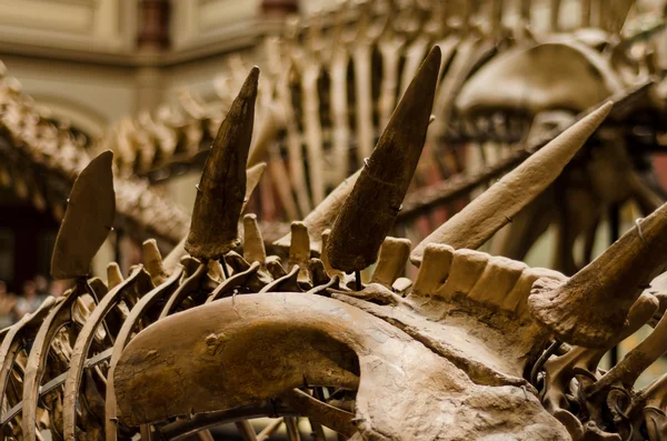 Dinosaur skeleton in museum Stock Image