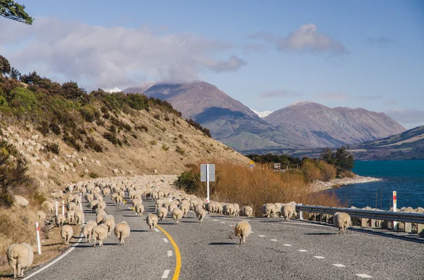 Herding sheep on the road, New Zealand — Stock Photo, Image