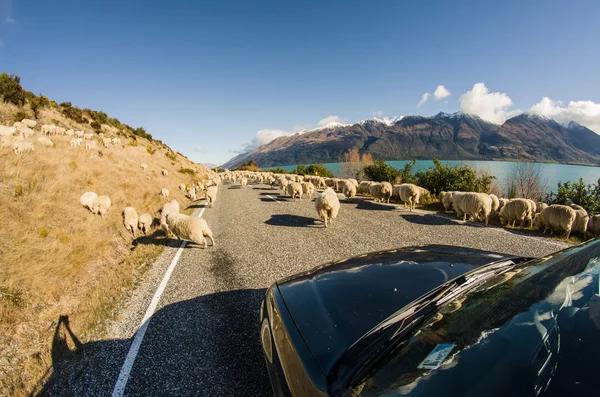 Стадо овец на дороге, Новая Зеландия — стоковое фото