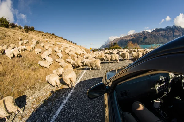 Valla fåren på väg, Nya Zeeland — Stockfoto