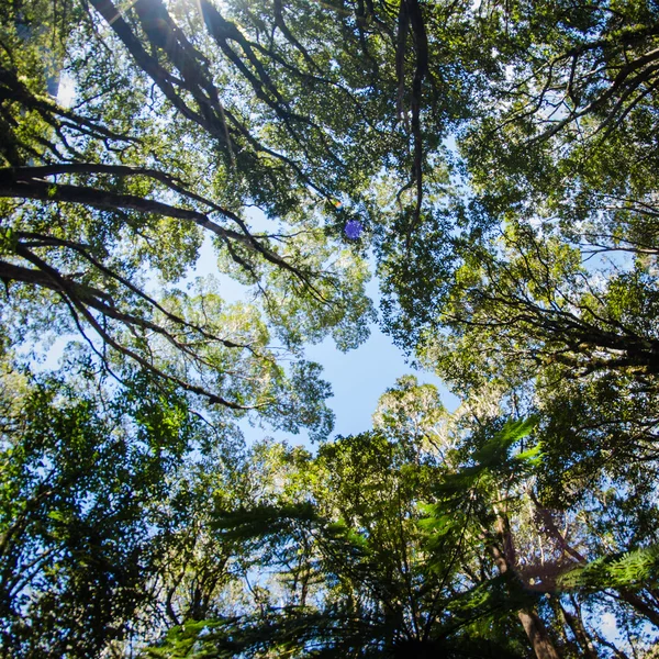 Mirando en el bosque de helechos — Foto de Stock