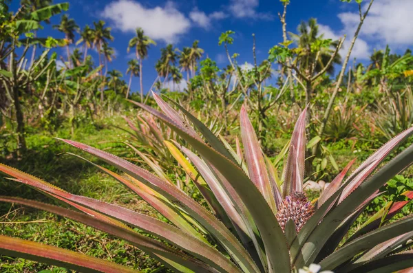 Pineapple growing at the plantation — Stock Photo, Image