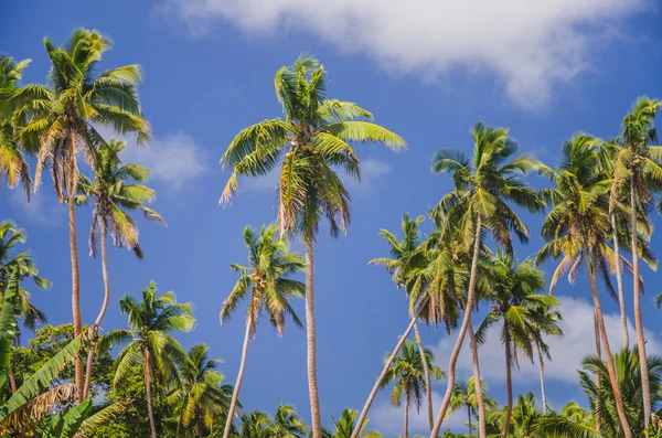 Coconut palm trees — Stock Photo, Image