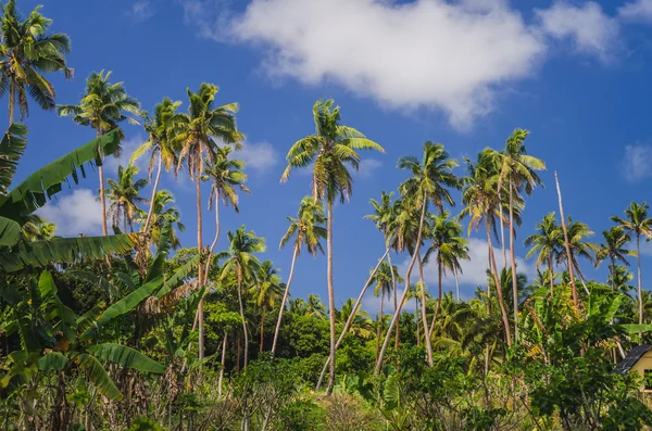 Coconut palm trees — Stock Photo, Image