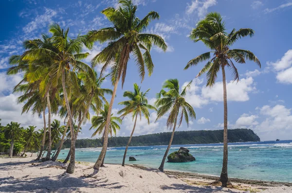 Coconut palm trees at the beach — Stock Photo, Image