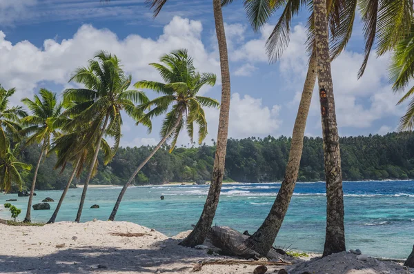 Кокосові пальми на пляжі — стокове фото