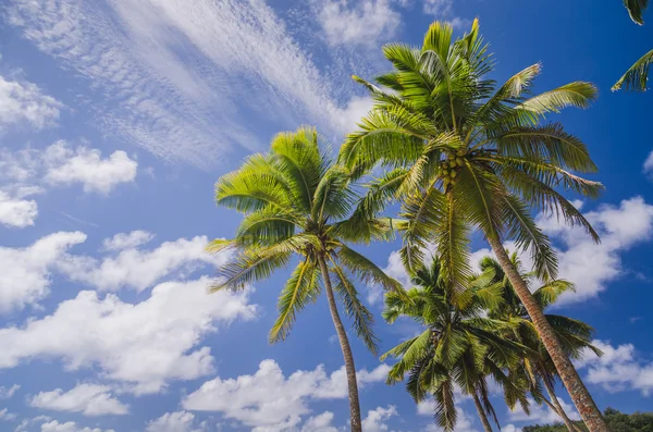 Coconut palm trees at the beach — Stock Photo, Image