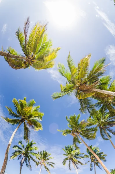 Coconut palm trees at the beach — Stock Photo, Image