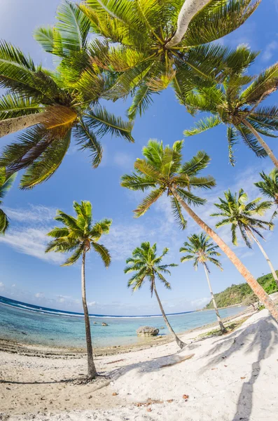 Kokos palmer på stranden — Stockfoto