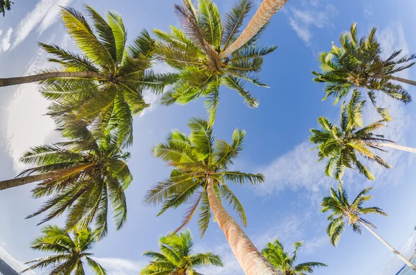 Plages de sable blanc dans le royaume des Tonga — Photo