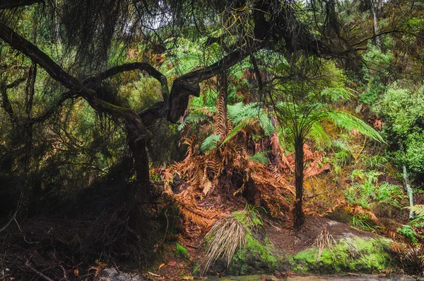 Nas florestas de samambaias da Nova Zelândia — Fotografia de Stock