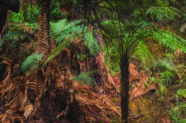 En los bosques de helechos de Nueva Zelanda — Foto de Stock