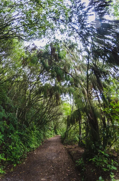 Dans les forêts de fougères de Nouvelle-Zélande — Photo