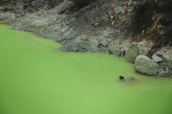 Lago tutto verde da inquinamento — Foto Stock