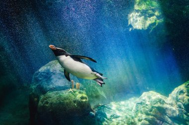 Penguin diving clipart