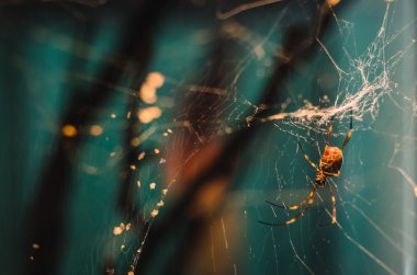 Bir örümcek örümcek ile