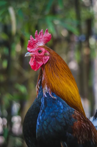 A rooster — Stock Photo, Image