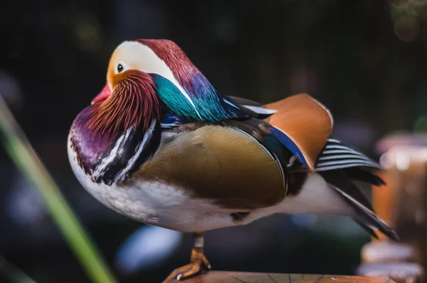 Mandarine duck — Stock Photo, Image