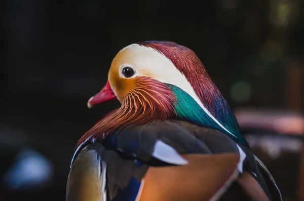Mandarine ördek — Stok fotoğraf