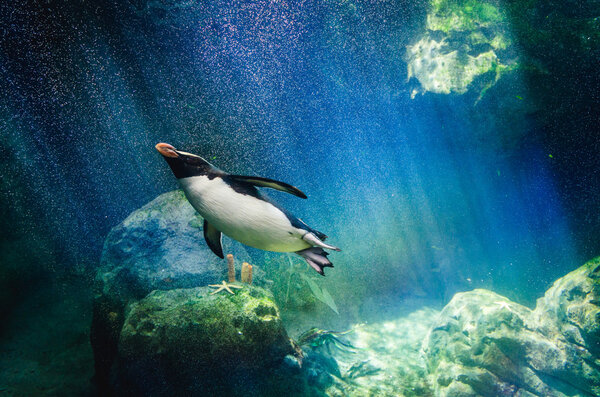 Penguin diving