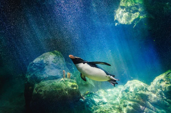 Penguen dalış
