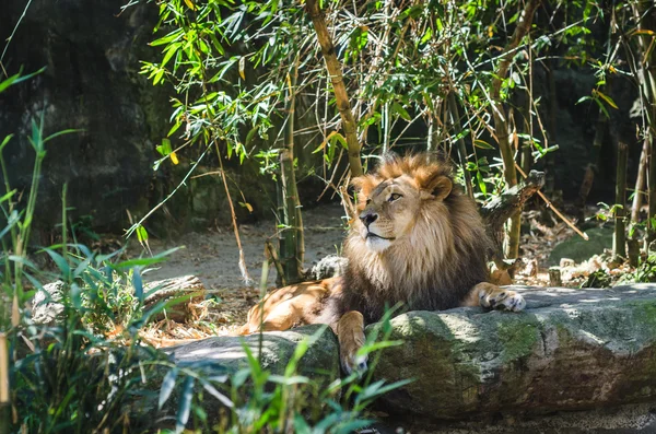 A lion male — Stock Photo, Image