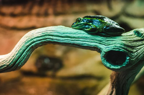 A frog on a branch — Stock Photo, Image