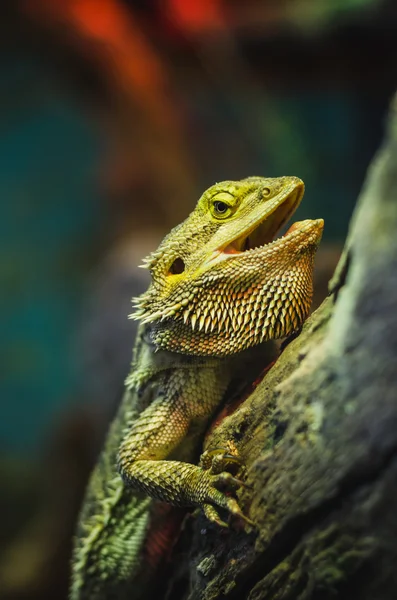 Spiky lizards — Stock Photo, Image