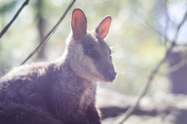 Тонкий портрет кенгуру — стоковое фото