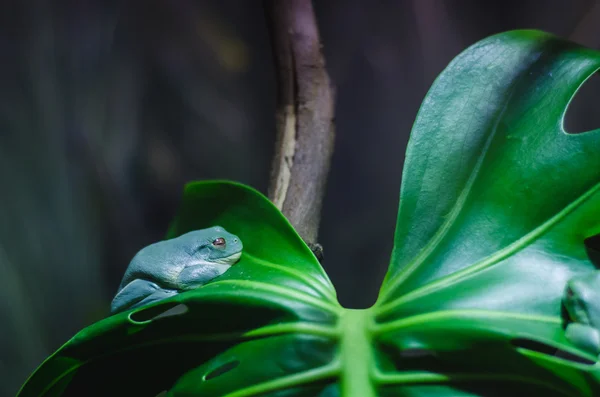 A frog on a branch — Stock Photo, Image
