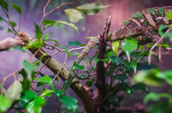 Chameleon's tail — Stock Photo, Image