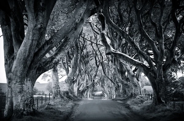 Majestuoso callejón del árbol — Foto de Stock