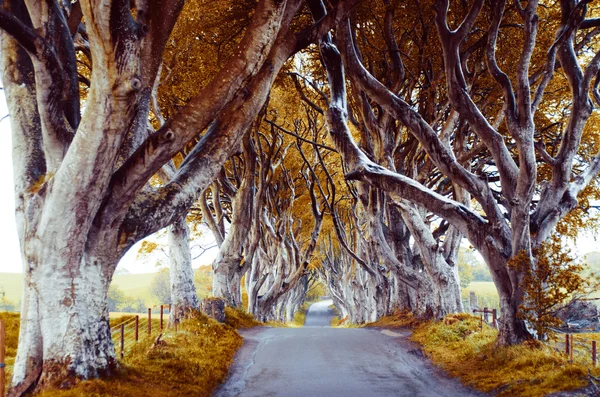 Majestätiska träd gränd — Stockfoto