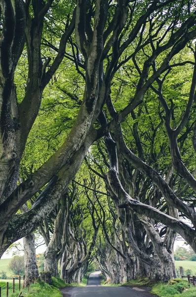 Majestuoso callejón del árbol — Foto de Stock