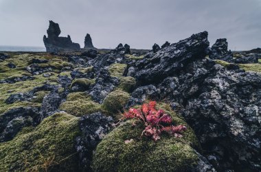 şaşırtıcı kaya oluşumu, Londrangar, Snaefellsness Yarımadası, İzlanda
