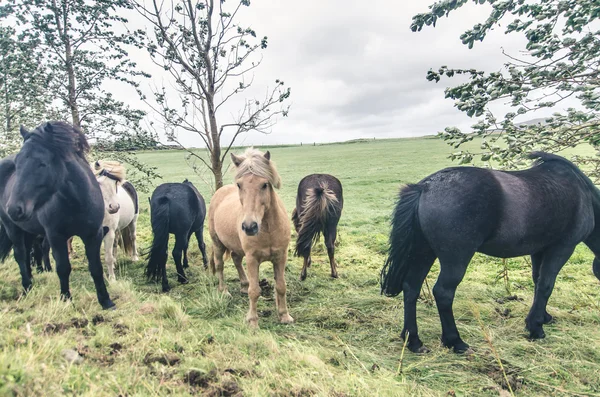 Roaming di cavalli icelandici — Foto Stock