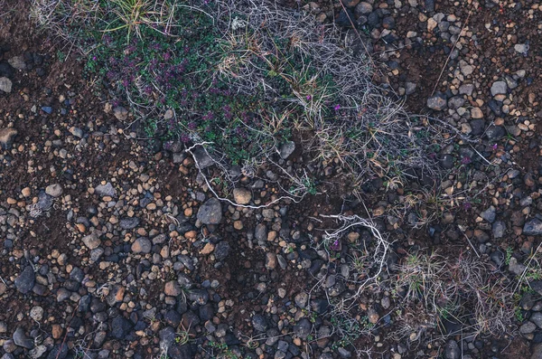 Kleurrijke moss texturen — Stockfoto