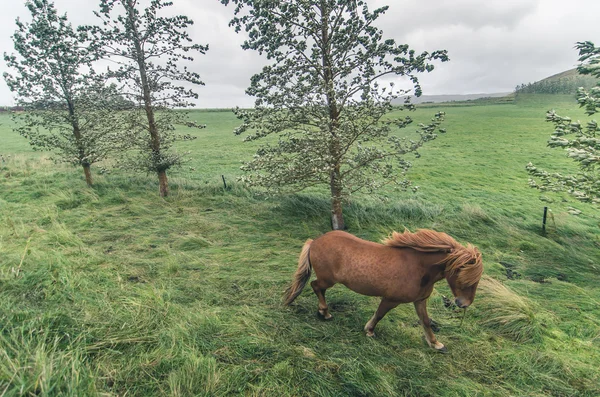 İzlandalı atlar dolaşım — Stok fotoğraf
