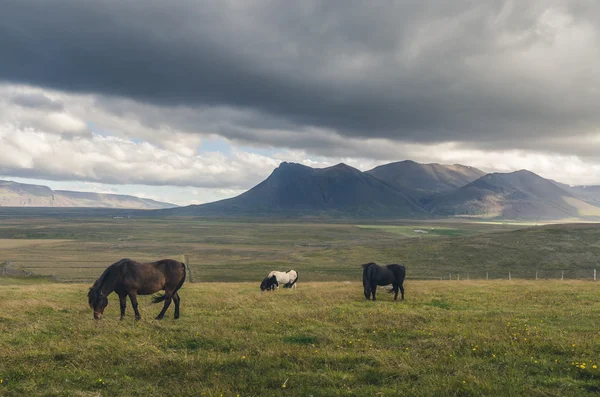 Roaming di cavalli icelandici — Foto Stock