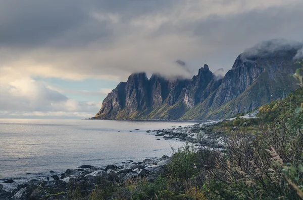 Bull Horns gama Noruega — Foto de Stock