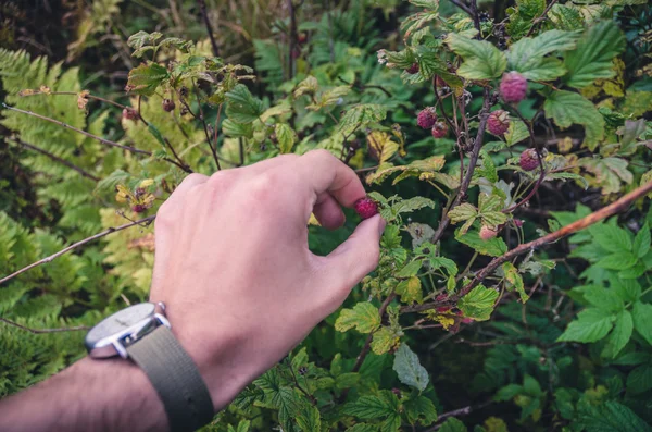 Hand picking raspberries — Stock Photo, Image