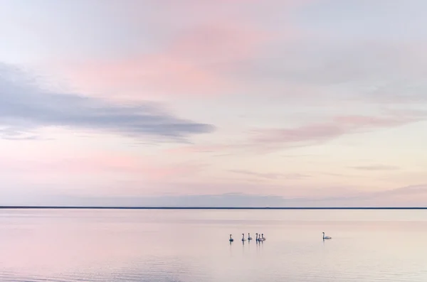 Swan lake in sunset, delicate photo, art — Stock Photo, Image