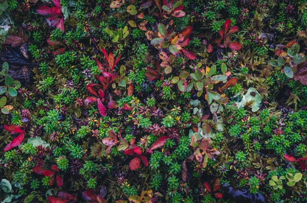 Colorful moss textures — Stock Photo, Image
