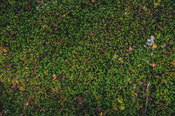 Texturas de musgo colorido — Foto de Stock