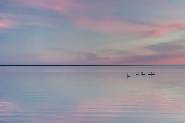 Zwanenmeer in zonsondergang, delicate foto, kunst — Stockfoto