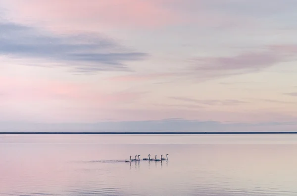 Λίμνη των Κύκνων στο ηλιοβασίλεμα, λεπτή φωτογραφία, τέχνη — Φωτογραφία Αρχείου