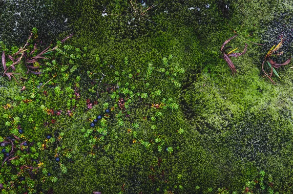 다채로운 모스 텍스처 — 스톡 사진