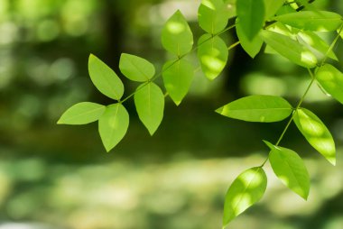 Ağacın üzerindeki yeşil yapraklar diğer yaprakların arka planına karşı odak dışı