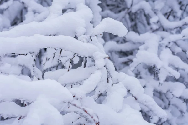Ramas Arbustos Una Gran Cantidad Nieve Blanca —  Fotos de Stock